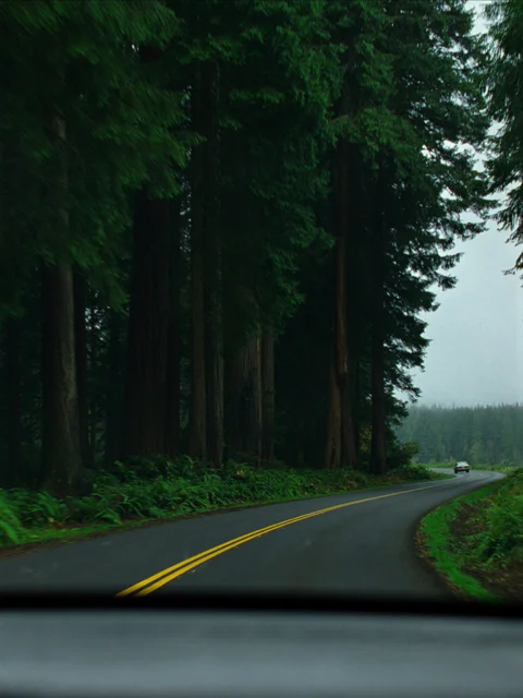Wet forest road from inside Rory’s car